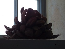 Kuvanveistäjä Tiia Matikaisen työ Kielikukkanen