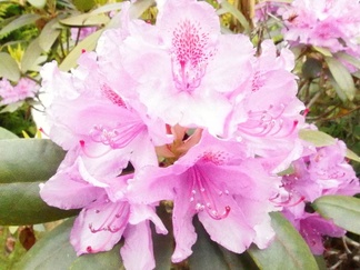 Saimme nauttia kokouksessa myös kukka loistosta