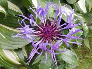 Lisää kukkaloistoa